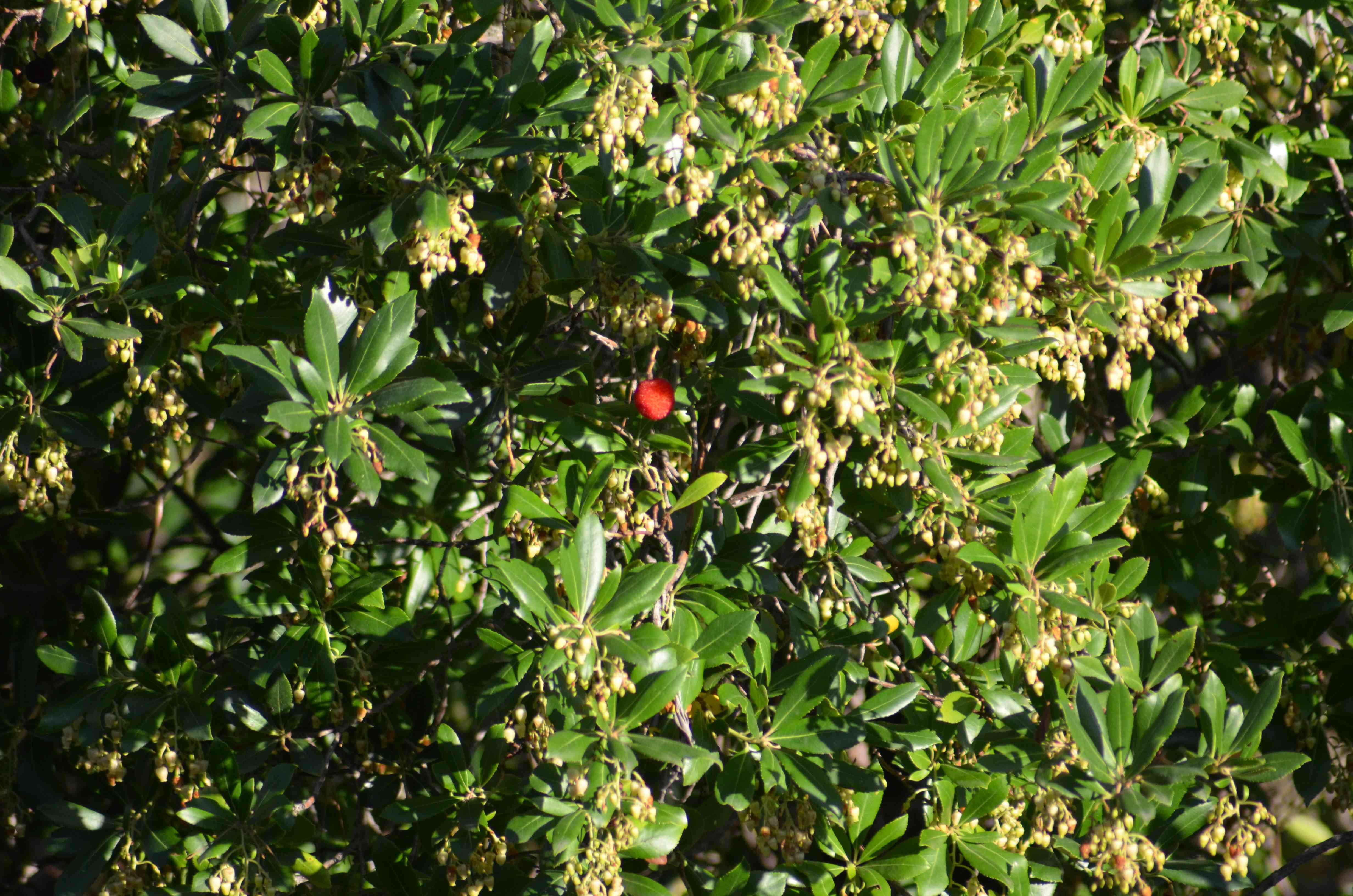 No s'ha trobat l'arxiu